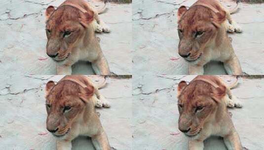 4K野生动物狮子1高清在线视频素材下载