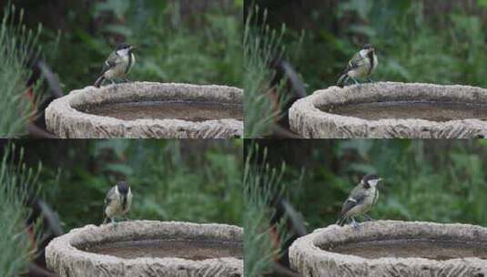 山雀在花园鸟浴中喝水高清在线视频素材下载