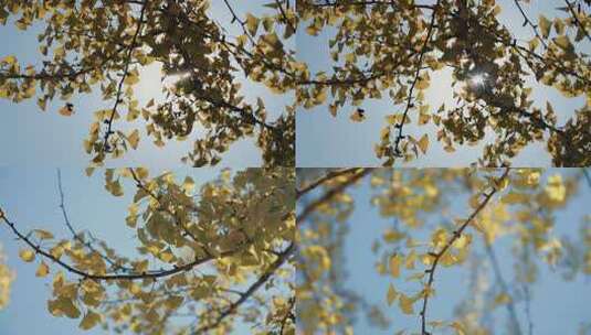 唯美自然阳光下的银杏树叶秋天风景实拍高清在线视频素材下载
