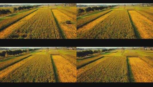 金色航拍麦田水稻丰收季节视频素材高清在线视频素材下载