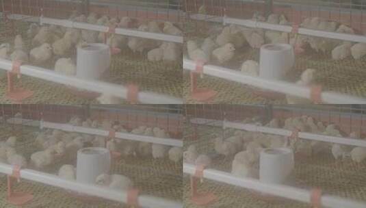 养殖业孵化育雏鸡蛋孵化小鸡LOG高清在线视频素材下载