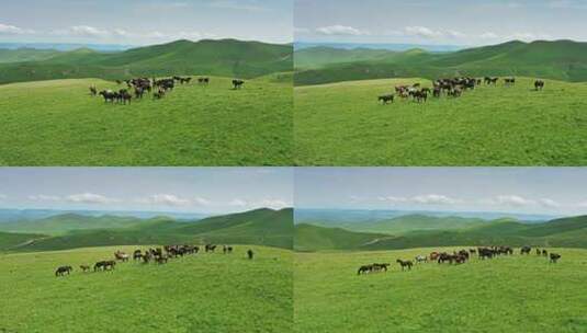 夏天的草地上一群马儿高清在线视频素材下载