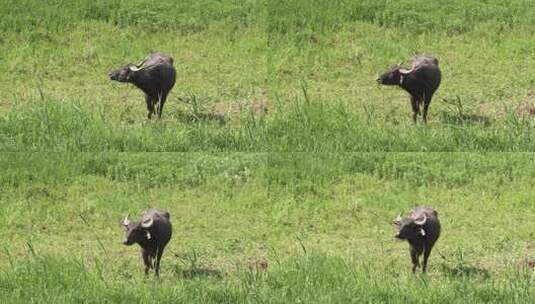 4K拍摄在草地里悠然吃草的水牛高清在线视频素材下载