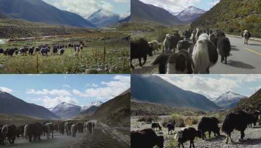 318国道风景牦牛，牦牛群畜牧业高清在线视频素材下载