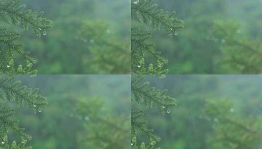 雨季深林高清在线视频素材下载