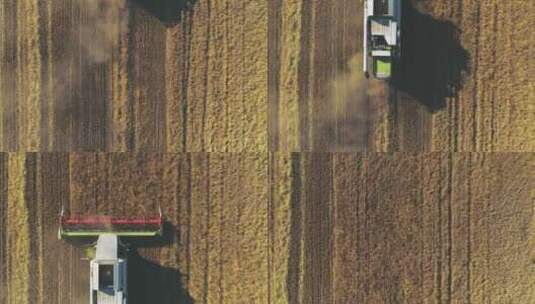 现代联合收割机在田间收割小麦的鸟瞰图。直接在联合收割机上方飞行。高清在线视频素材下载