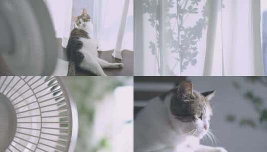 夏天房间里慵懒的小猫咪吹风扇，宠物猫视频高清在线视频素材下载