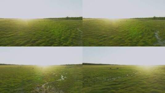 草原和马高清在线视频素材下载