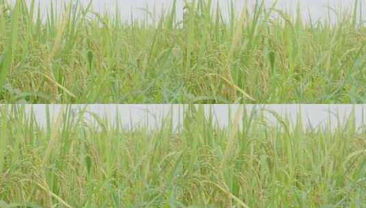 稻谷 稻谷丰收 水稻高清在线视频素材下载