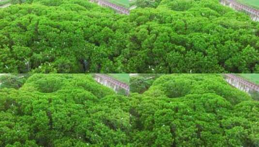 江门红树林 海边红树林 候鸟 栖息地航拍高清在线视频素材下载