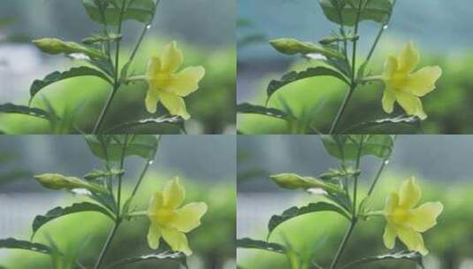 唯美黄色花朵绿叶高清在线视频素材下载