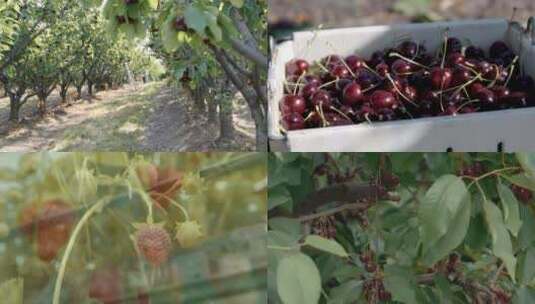 樱桃种植园采摘园樱桃采摘视频素材高清在线视频素材下载
