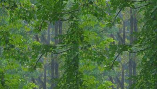 树林 下雨 雨季 树叶 树枝高清在线视频素材下载