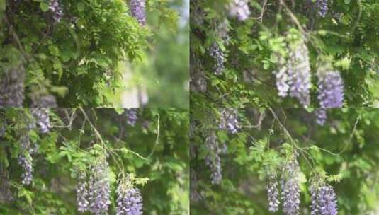 紫藤花特写高清在线视频素材下载