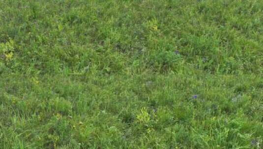 航拍林区山坡夏季野花野草高清在线视频素材下载