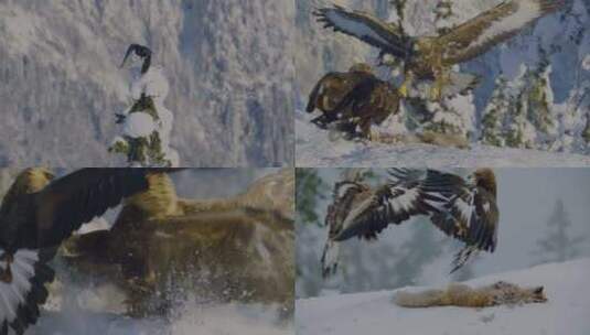 鹰觅食争战高清在线视频素材下载