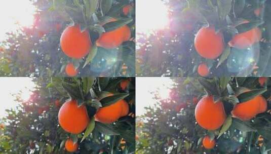 阳光下树枝上的橙子高清在线视频素材下载