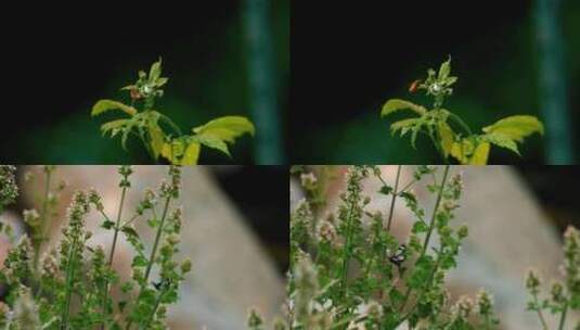 4k蜜蜂采蜜蝴蝶飞舞绿色生态合集高清在线视频素材下载