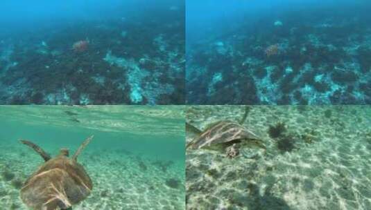 4K海洋海龟高清在线视频素材下载