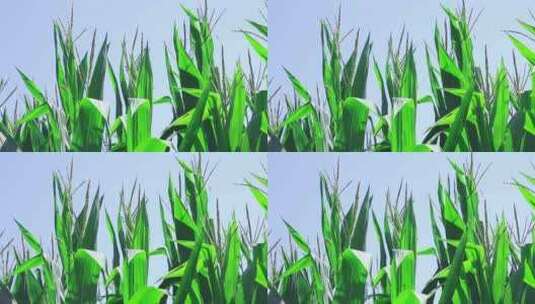玉米地实拍高清在线视频素材下载