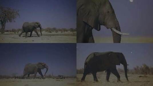 大象夜行高清在线视频素材下载