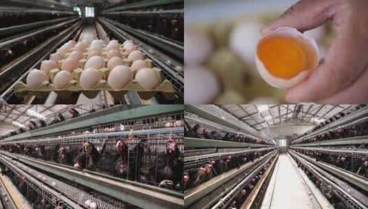 农家养鸡场生态鸡蛋高清在线视频素材下载