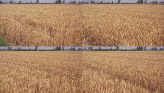 4k航拍准备收割的成熟小麦高清在线视频素材下载