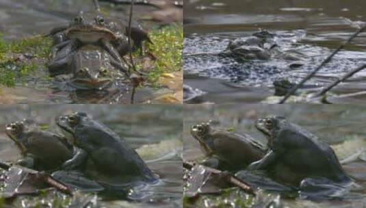 池塘青蛙高清在线视频素材下载