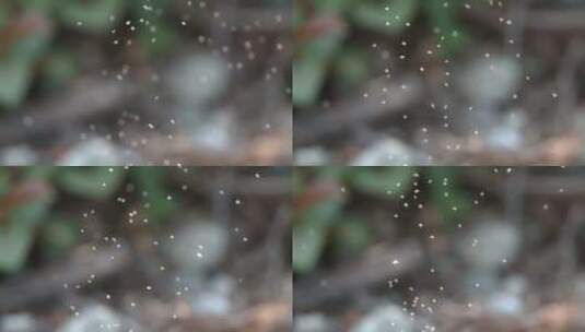 夏季蚊虫飞舞一起蚊子飞行慢镜头高清在线视频素材下载