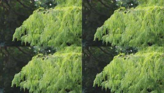 清新唯美水杉树叶实拍高清在线视频素材下载