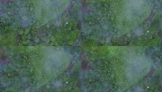 茶园茶树生态云雾航拍视频高清在线视频素材下载
