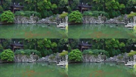 江南园林中式庭院中的池塘和假山石风光高清在线视频素材下载