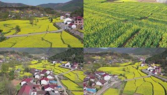 汉中油菜花花海梯田农田风光航拍高清在线视频素材下载