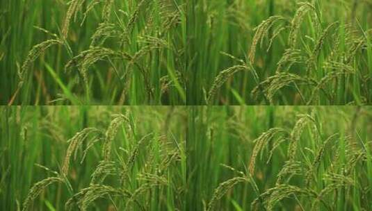 农田 水稻稻田 稻穗 水稻丰收 水稻生长高清在线视频素材下载