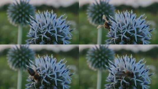 蜜蜂在白色的小花上面采蜜高清在线视频素材下载