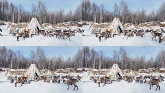 敖鲁古雅使鹿部落 高清在线视频素材下载