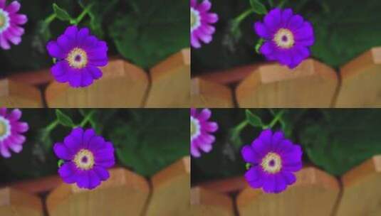 春天盛开的紫色小野花高清在线视频素材下载