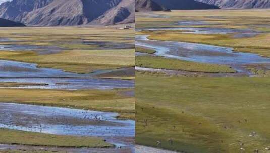 航拍西藏阿里班公湖湿地万鸟齐飞高清在线视频素材下载