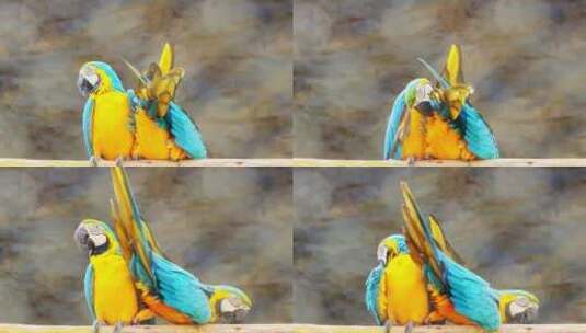 两只彩色的鹦鹉高清在线视频素材下载