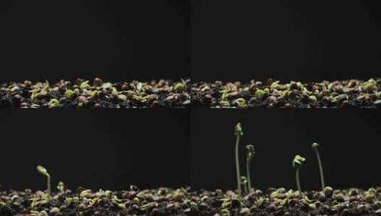 发芽种子破土而出生命力春天立春素材高清在线视频素材下载