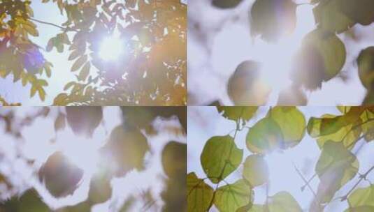 树叶漏光，逆光的树叶高清在线视频素材下载