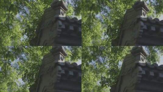 屋顶树木高清在线视频素材下载