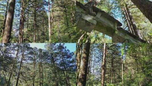 森林树大树阳光木材风景树林植树人工秃杉林高清在线视频素材下载