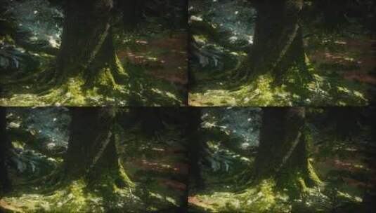 绿林中长着地衣和苔藓的老树高清在线视频素材下载