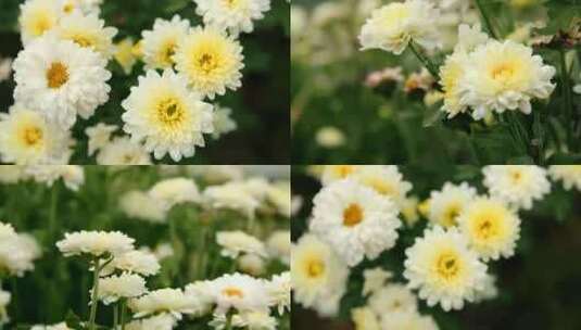 美丽的菊花高清在线视频素材下载