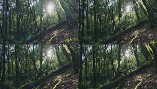 阳光照进原始森林高清在线视频素材下载