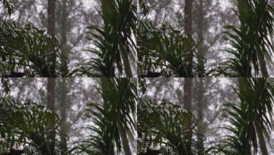 森林里的雨和雾。雨和雾期间茂密的森林。高清在线视频素材下载
