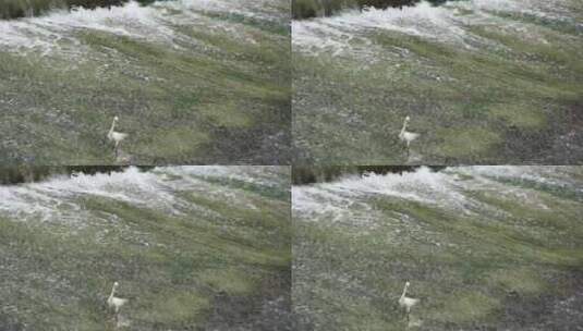 成都温江区温江公园边小溪夏天的白鹭高清在线视频素材下载