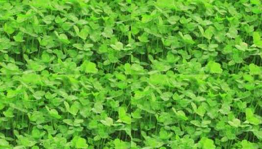 绿色植物三叶草特写实拍高清在线视频素材下载