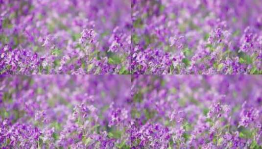 紫色粉色花朵公园高清在线视频素材下载